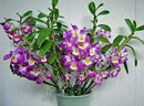 showy dendrobium